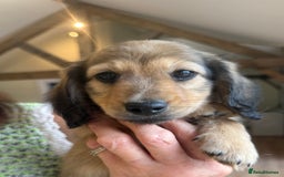 Miniature Dachshund dogs for sale: 2 Male ready to leave Miniature Dachshund  - Image 12