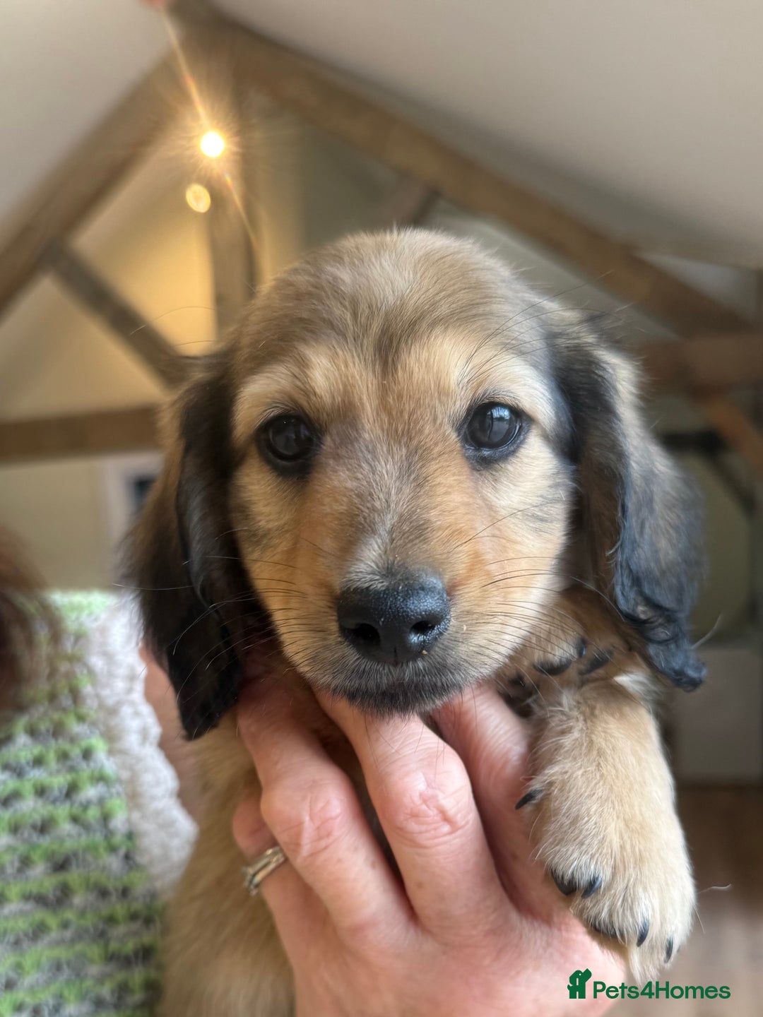 Miniature Dachshund dogs for sale: 2 Male ready to leave Miniature Dachshund  - Image 12