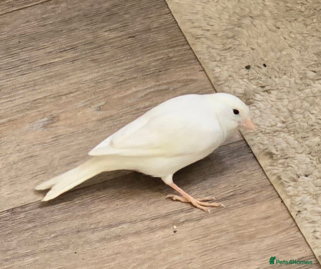 Canaries birds for sale: Canaries  - Advert 6