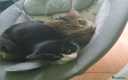 Asian cats for sale: 2 cat's  - Image 2