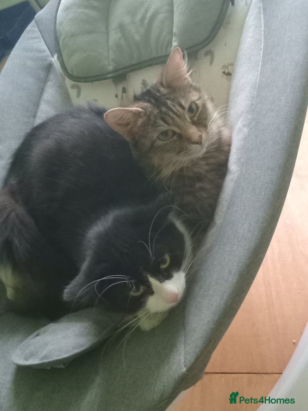 Asian cats for sale: 2 cat's  - Image 2