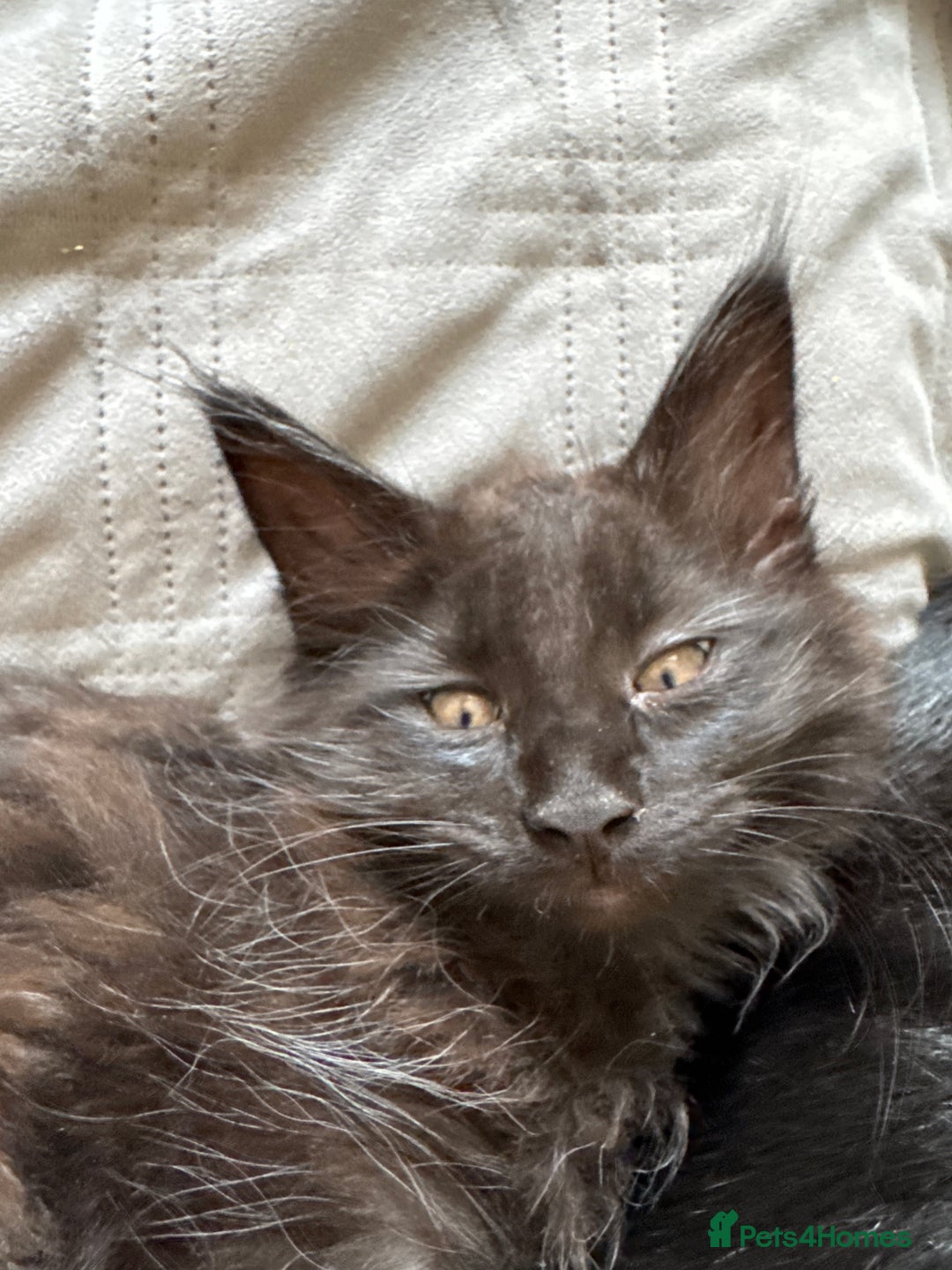 Maine Coon cats for sale: TICA registered large MaineCoon polydactyl kittens - Image 21