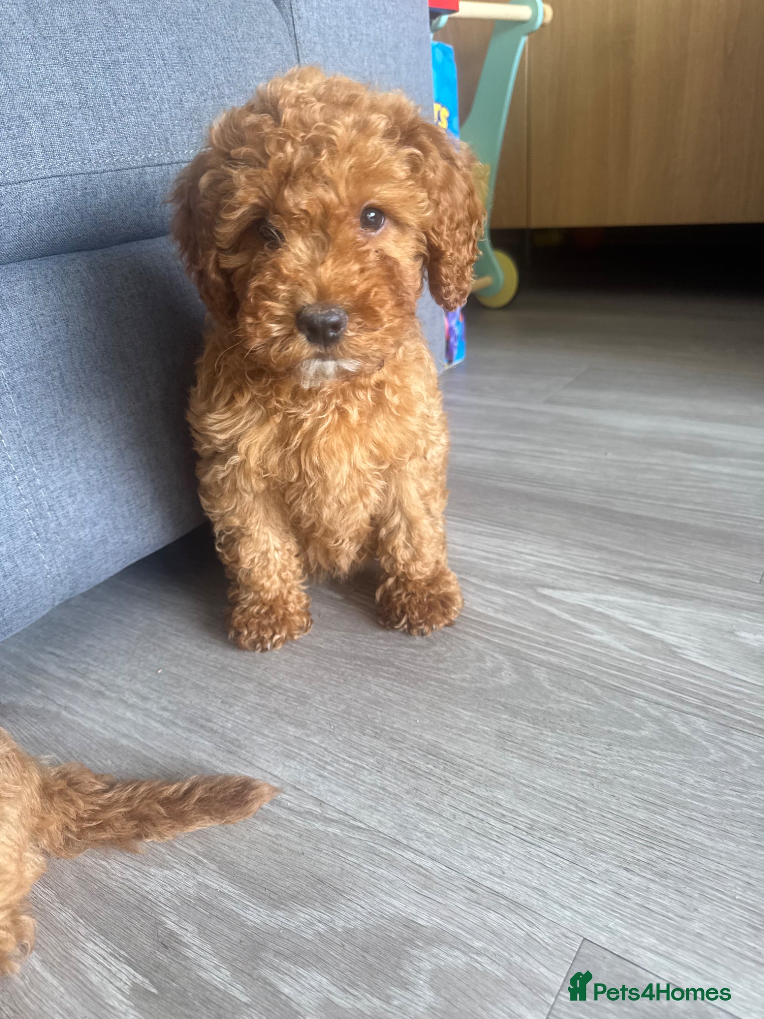 Cockapoo dogs F2 Cockapoo Puppies READY TO LEAVE 2 girls remain - Advert 1