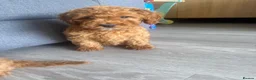 Cockapoo dogs for sale: F2 Cockapoo Puppies READY TO LEAVE 2 girls remain - Advert 4