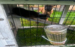 Guinea Pig rodents for sale: 2 female guinea pigs  - Image 3