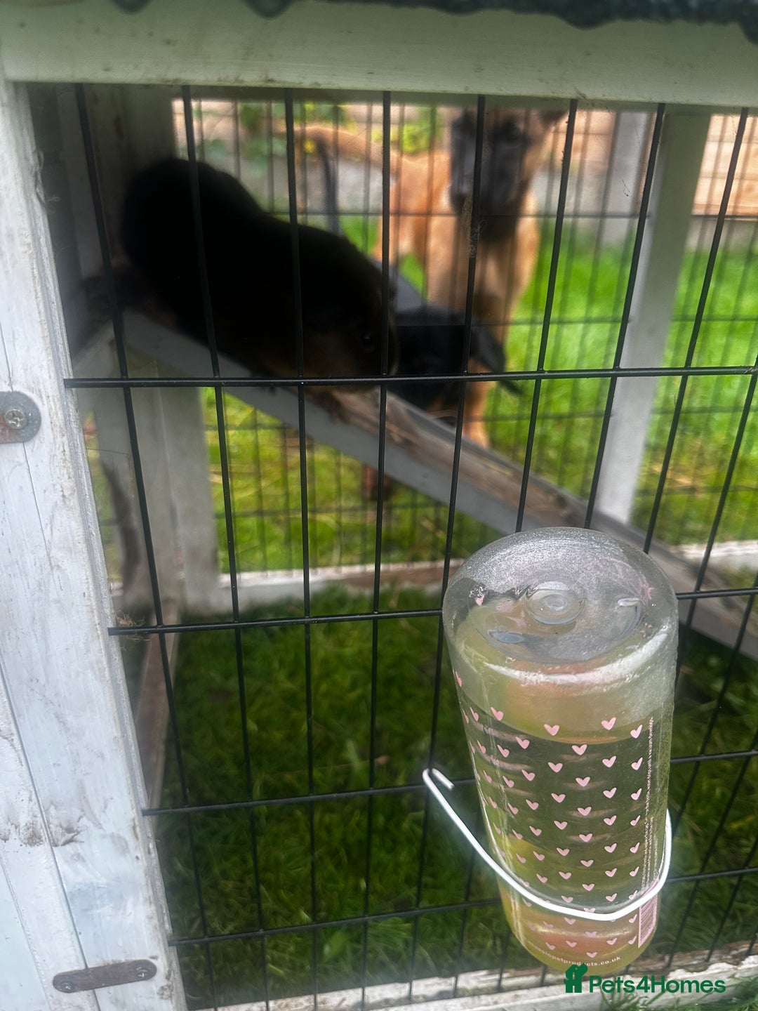 Guinea Pig rodents for sale: 2 female guinea pigs  - Image 3