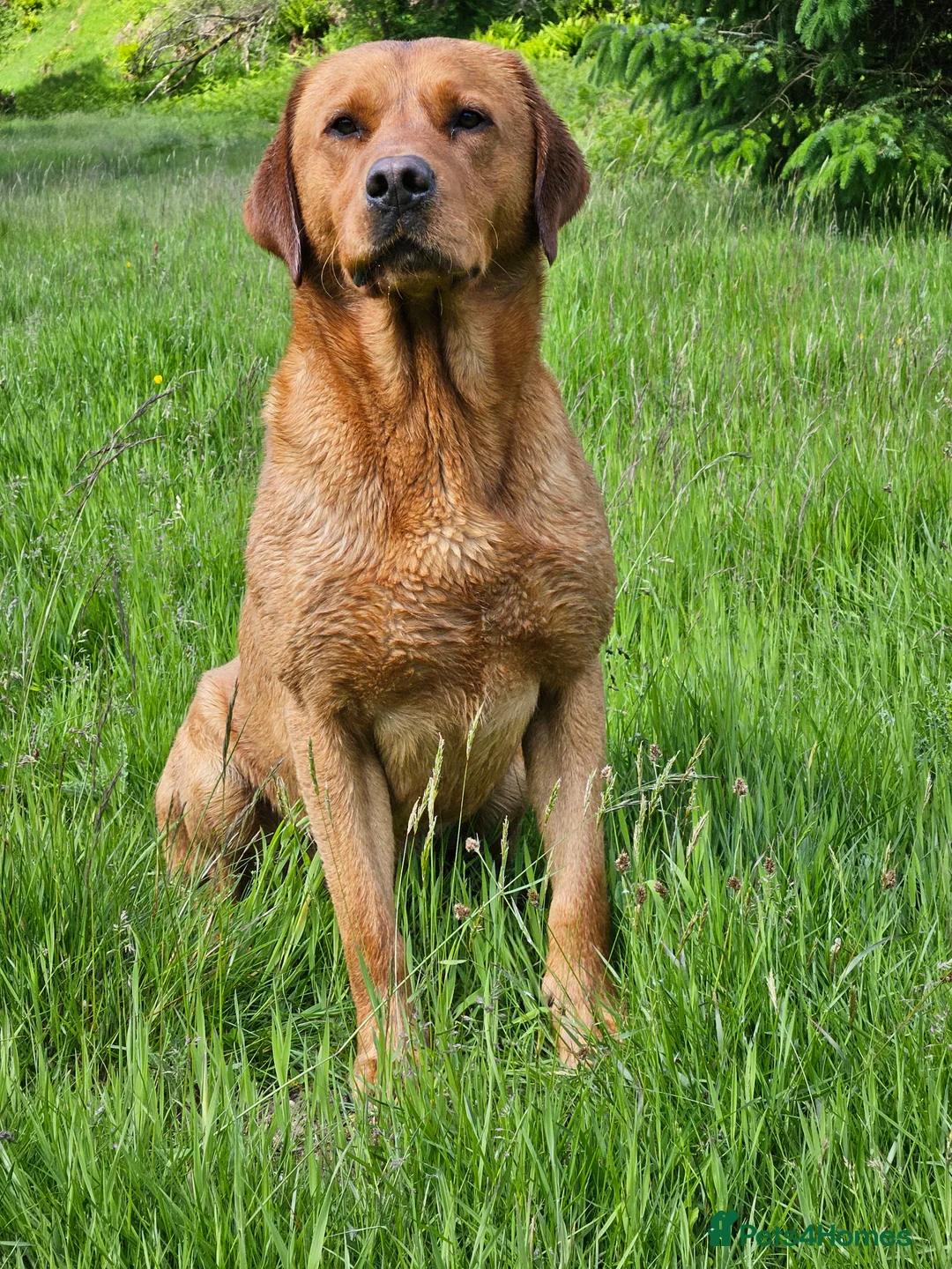 Labrador Retriever dogs for stud: AT STUD Fox Red Labrador | 0/0 Hips in Kirriemuir - Advert 8