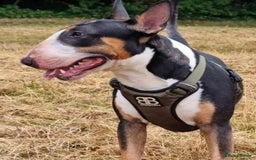 English Bull Terrier dogs for stud: Bullet is up for stud!!! - Image 3