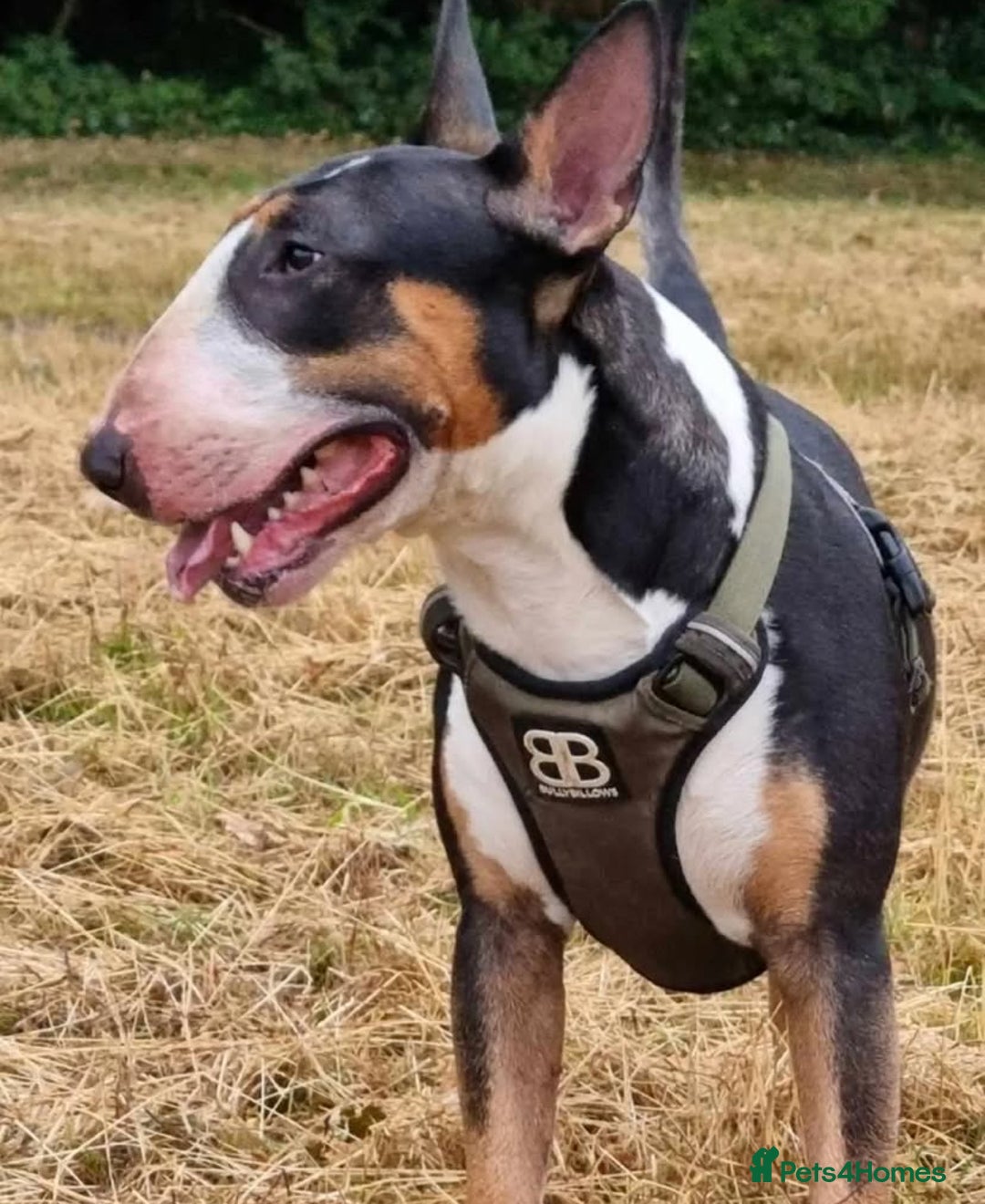 English Bull Terrier dogs for stud: Bullet is up for stud!!! - Image 3