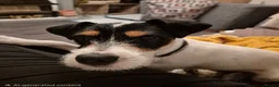 Jack Russell dogs for sale: Karen Norman - Advert 4