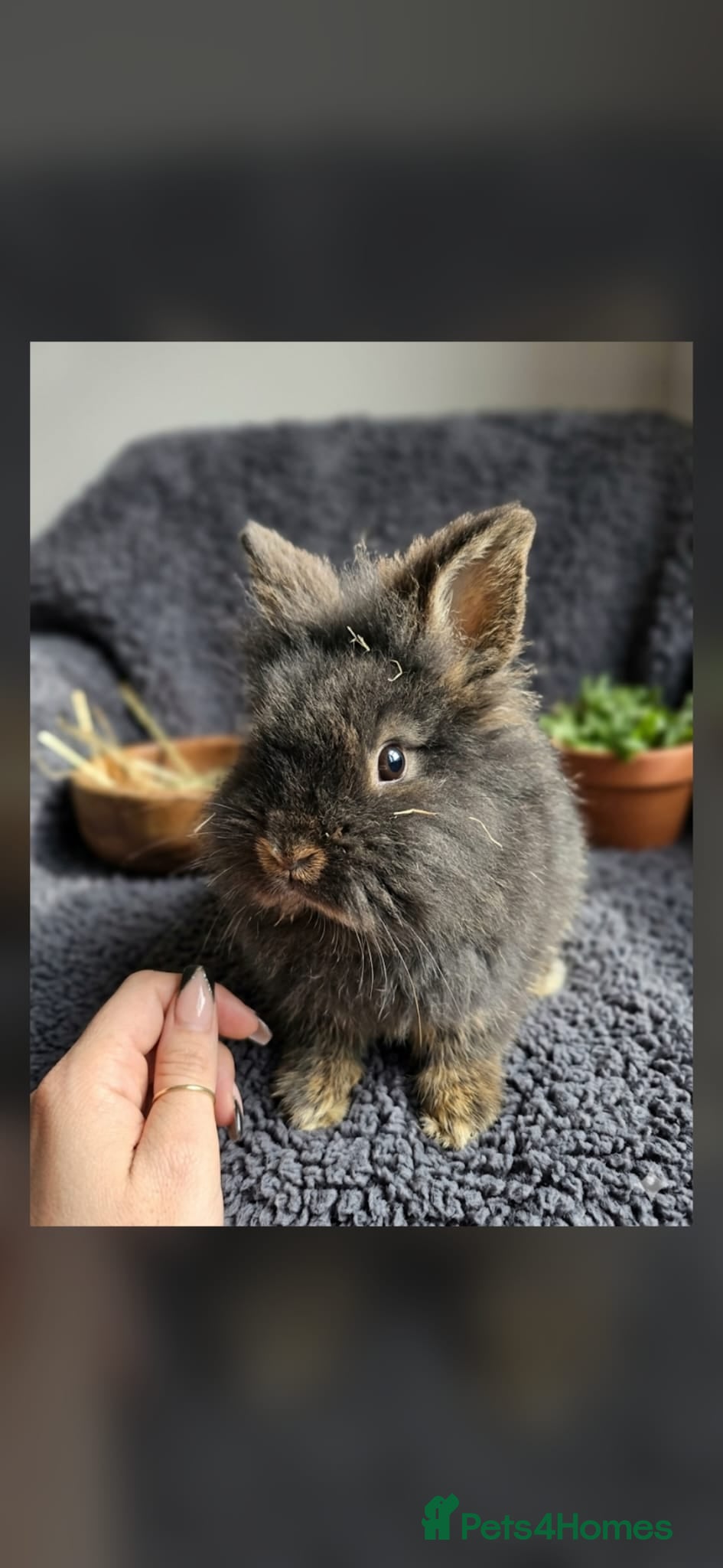 Lionhead rabbits Baby miniature double lionhead bunny super cute - Advert 1