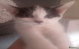 British Shorthair cats for sale: Kittens ready for their forever homes now - Image 4