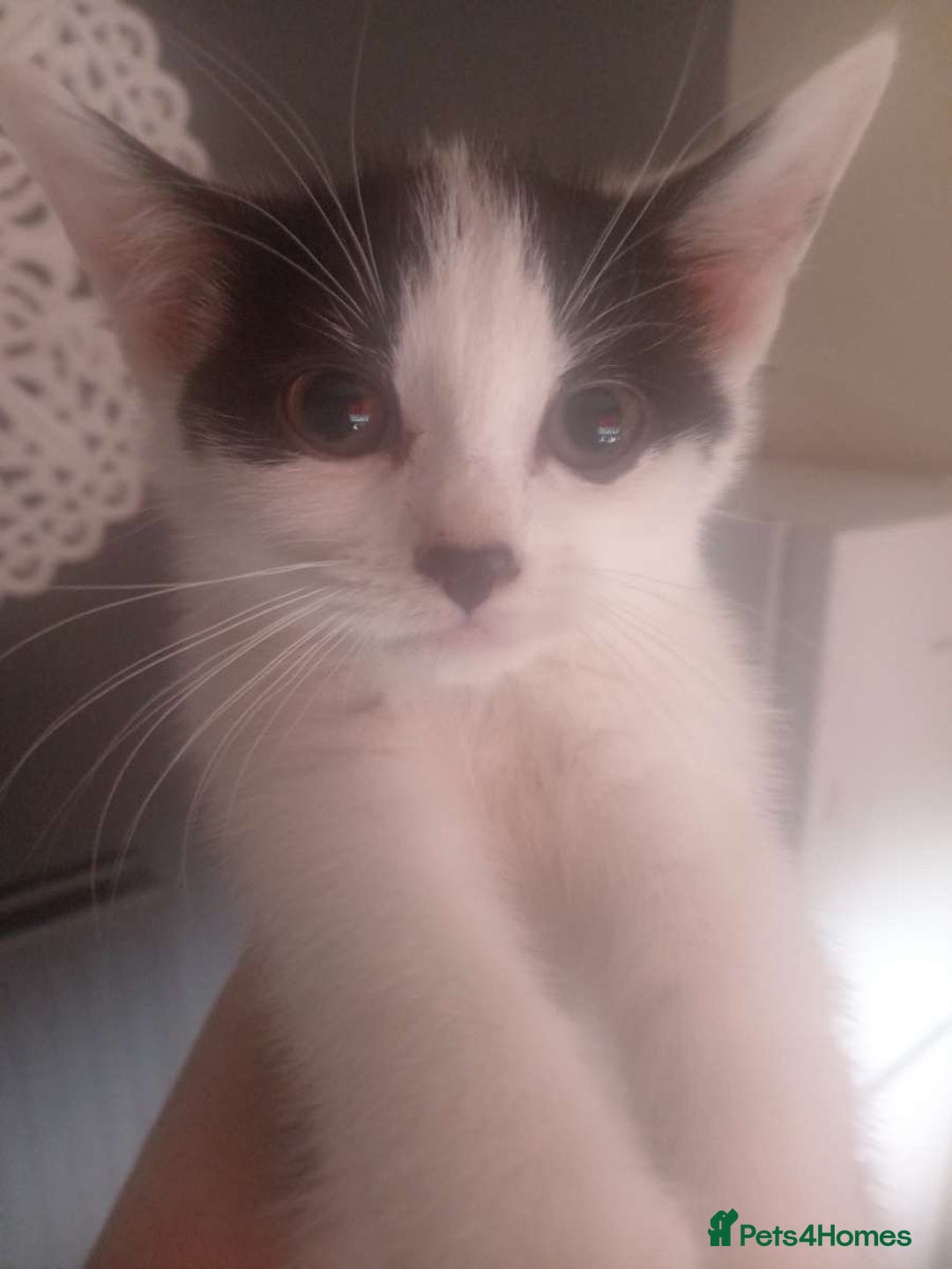 British Shorthair cats for sale: Kittens ready for their forever homes now - Image 4