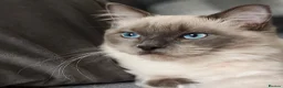 Ragdoll cats for sale: Blue point ragdoll  - Advert 8