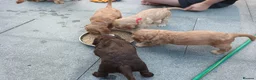 Cocker Spaniel dogs for sale: KC REGISTERED WORKING COCKER SPANIEL PUPPIES  - Advert 7