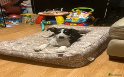 Border Collie dogs for sale: 15 Weeks Old Border Collie Female - Image 5