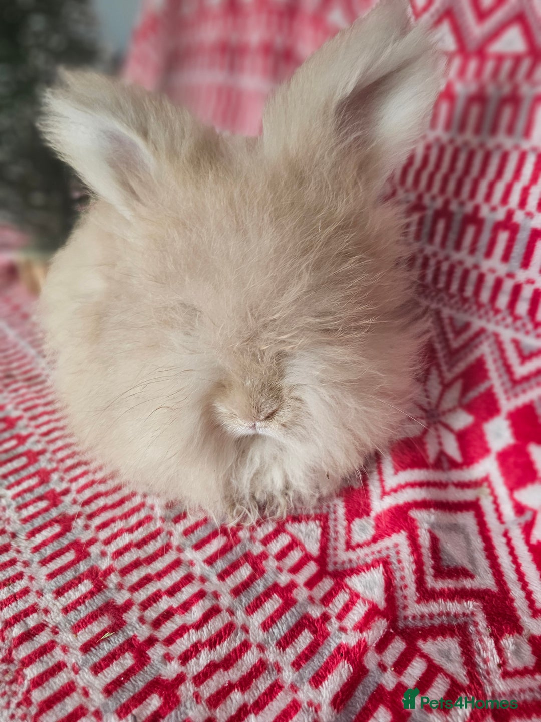 Angora rabbits for sale: Beautiful Angora Kits - Advert 1