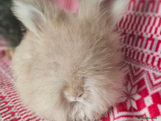Angora rabbits Beautiful Angora Kits - Advert 4