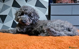 Cockapoo dogs for sale: Cockapoo puppies - Image 10