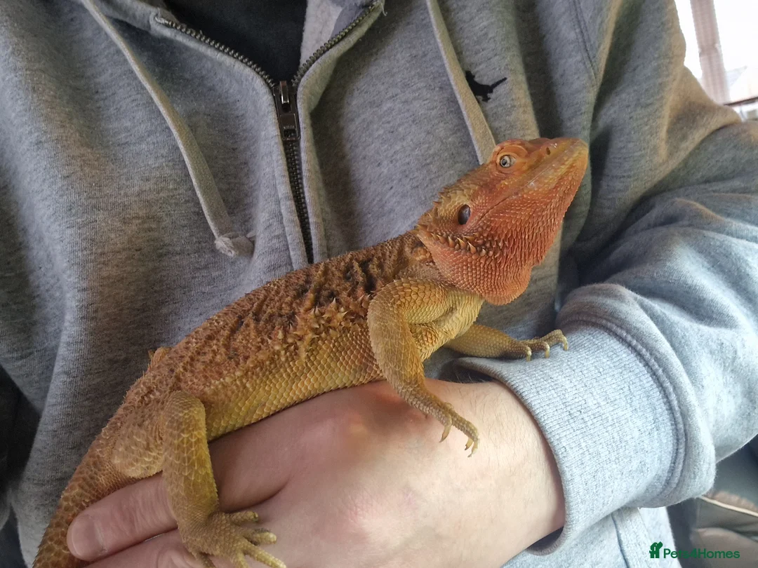 Bearded Dragon reptiles for sale: Bearded dragon and setup for sale - Advert 2