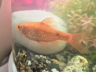 Other/Mixed Breed fish 6 Cold Water Fish Need New Home - Advert 3