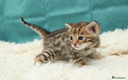 Bengal cats for sale: 🔥Beautiful little bengal girl for reservation🔥 - Image 13