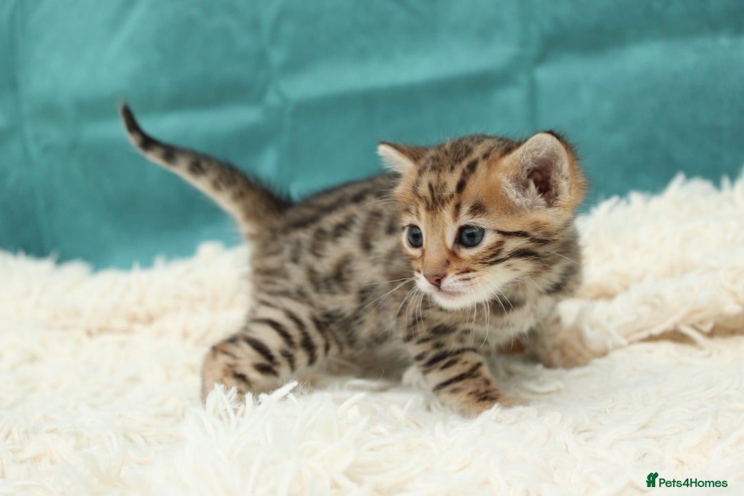 Bengal cats for sale: 🔥Beautiful little bengal girl for reservation🔥 - Image 13