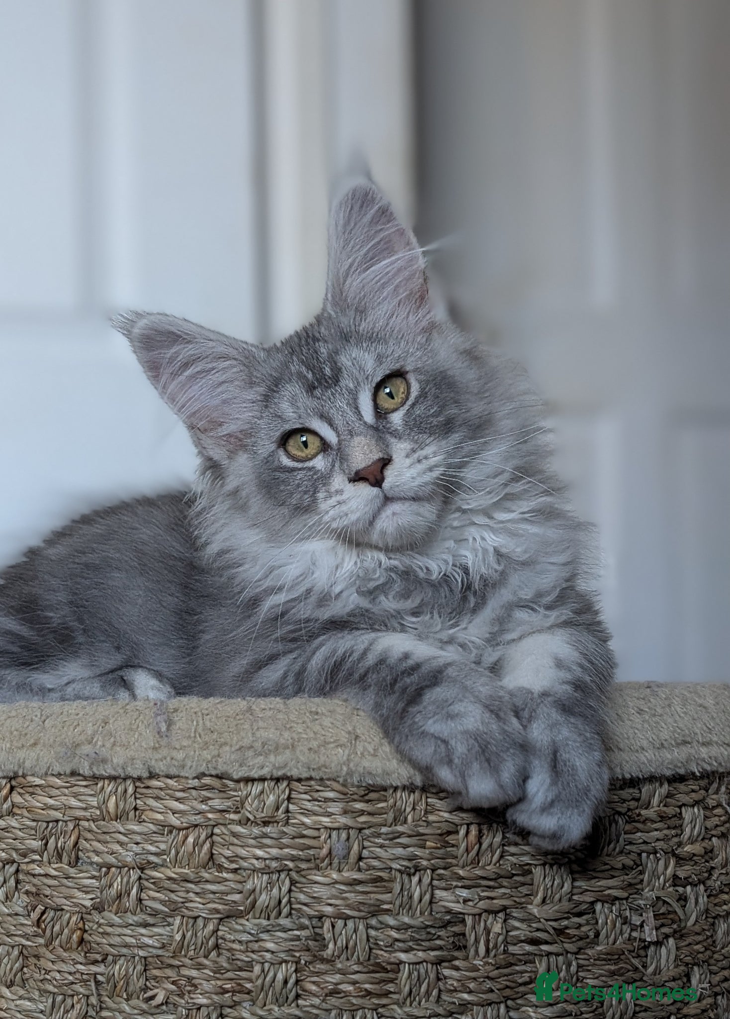 Maine Coon cats Maine coon male ready to leave today - Advert 7