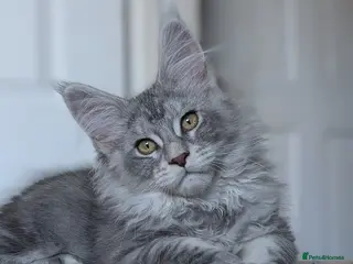 Maine Coon cats Maine coon male ready to leave today - Advert 7