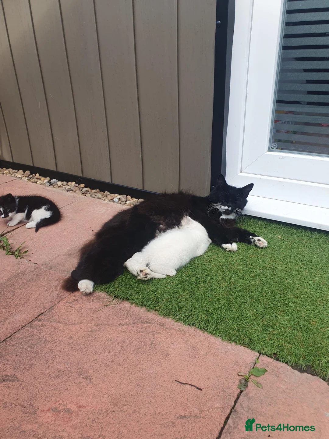 Mixed Breed cats for sale: Kiiten  - Advert 1