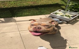 American Bully dogs for sale: Female Pocket Bully  - Image 12