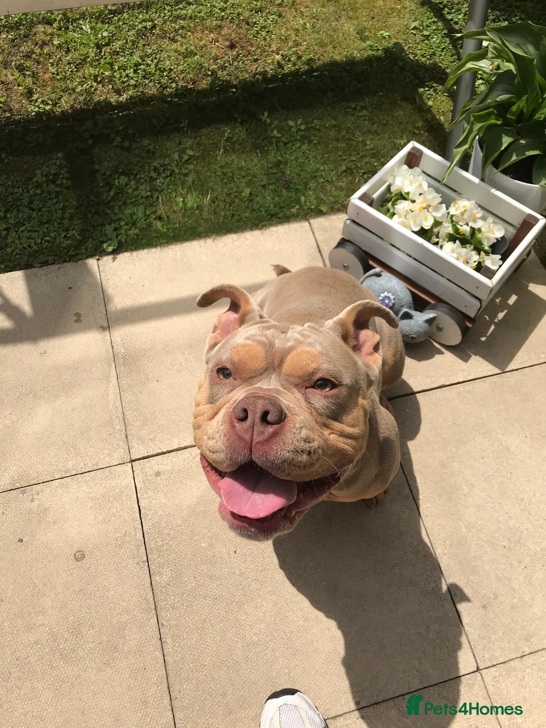 American Bully dogs for sale: Female Pocket Bully  - Image 12