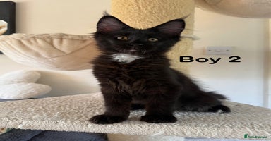 Maine Coon cats - Advert 11
