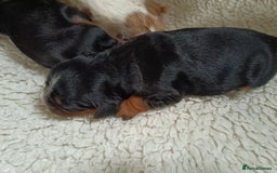Cavalier King Charles Spaniel dogs for sale: Cavalier king Charles Fully health checked KC Reg  - Image 4