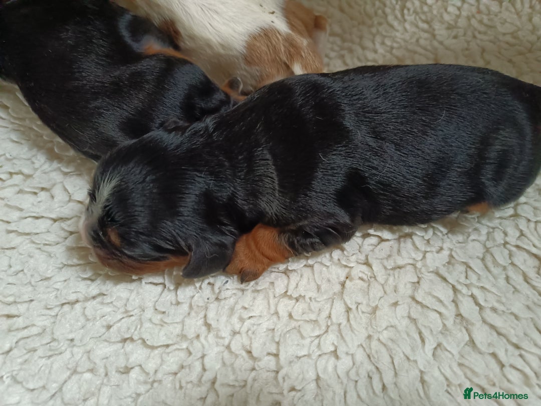 Cavalier King Charles Spaniel dogs for sale: Cavalier king Charles Fully health checked KC Reg  - Image 4