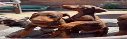 Dobermann dogs for sale: KC Dobermann pups  - Advert 14