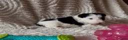 Fox Terrier dogs for sale: Kc wire fox terriers - Advert 11