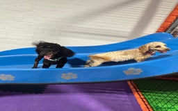 Cavapoochon dogs for sale: Toy Cavapoochon Puppies F1B - Image 11