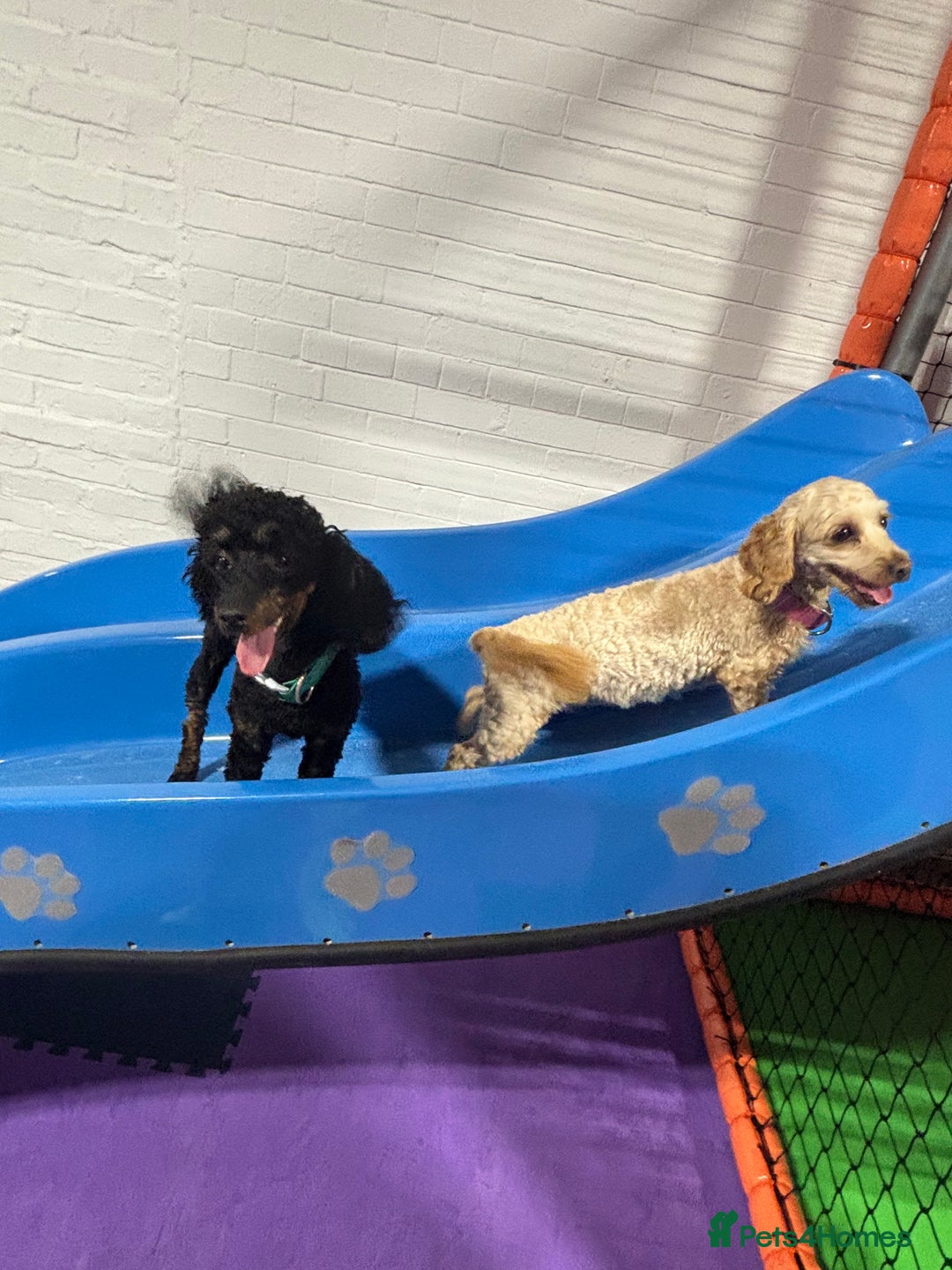 Cavapoochon dogs for sale: Toy Cavapoochon Puppies F1B - Image 11