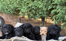 Cockapoo dogs for sale: F1 cockapoos - Image 4