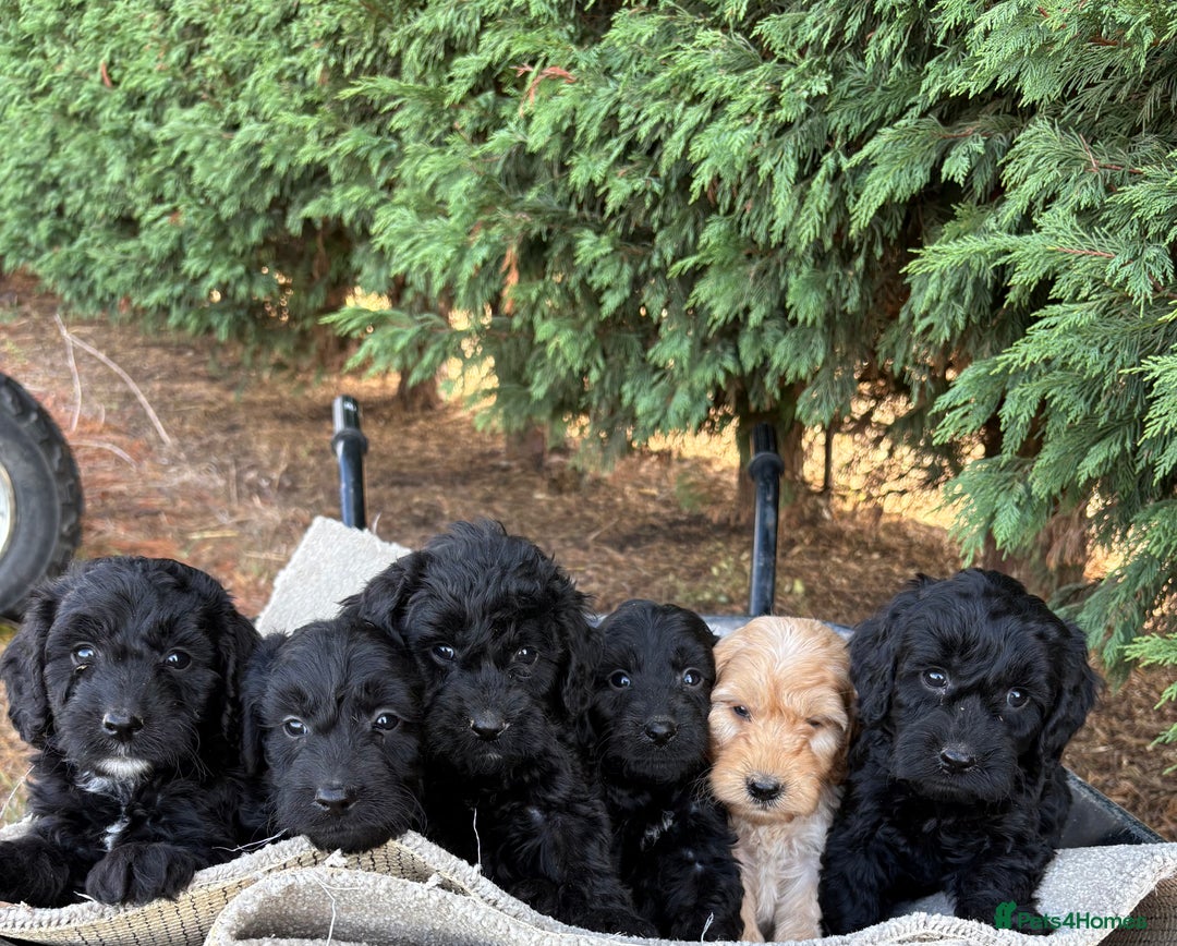 Cockapoo dogs for sale: F1 cockapoos - Image 4