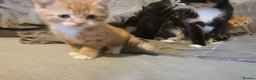Mixed Breed cats for sale: 1 black and 2 ginger kittens  - Advert 5