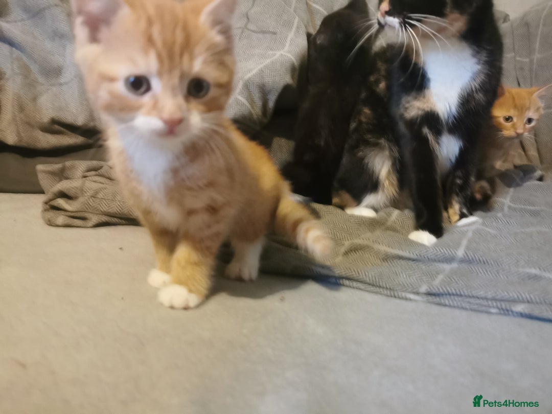 Mixed Breed cats for sale: 1 black and 2 ginger kittens  - Advert 5