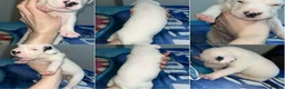 American Bull Staffy dogs for sale: 13 Stunning American bulldog staff mix puppies 😍 - Advert 2