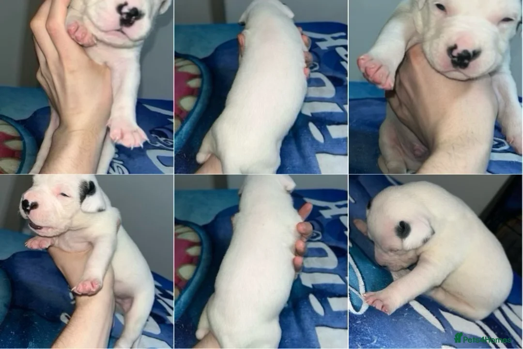 American Bull Staffy dogs for sale: 13 Stunning American bulldog staff mix puppies 😍 - Advert 2