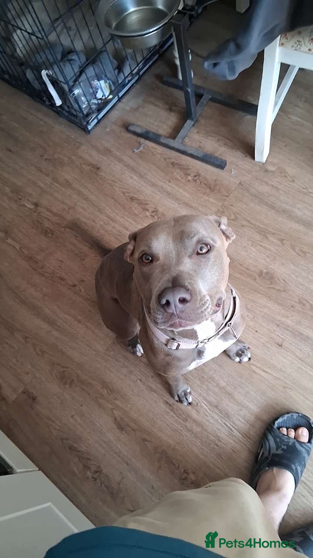 Mixed Breed dogs for sale: Luna  - Image 3
