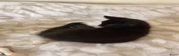 British Shorthair cats for sale: 3 adorable male kittens - Advert 15