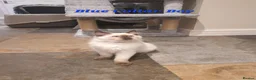Ragdoll cats for sale: 💖11 WEEKS OLD💖 GCCF Registered Ragdoll Kittens. - Advert 21
