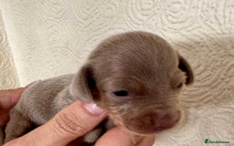 Miniature Dachshund dogs for sale: Miniature dachshunds  - Image 19