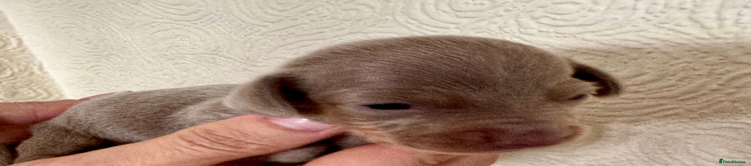 Miniature Dachshund Puppy 4